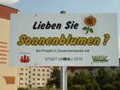 Lieben Sie Sonnenblumen