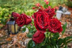 Rosen auf dem Friedhof