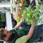 Am Stand von Roland Strunk (Saale-Baumschulen) waren vor allem Tomatenpflanzen begehrt.