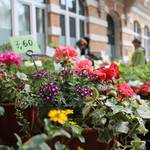 Blumenfreunde kamen bei der Gartenschau voll auf ihre Kosten.