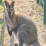 April: Um einige Attraktionen reicher ist der Tierpark Köthen inzwischen.  Auch ein Bennett-Känguru ist in der Fasanerie eingezogen.