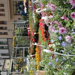 Wie hier auf dem Holzmarkt sorgte die Gartenschau für viele bunte Farbtupfer in der Innenstadt.