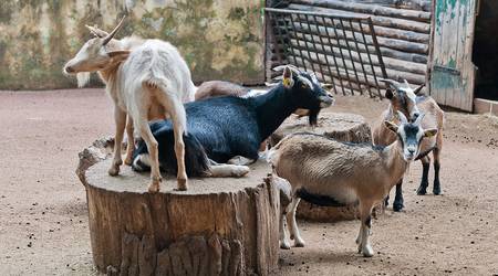 Ziegen im Köthener Tierpark