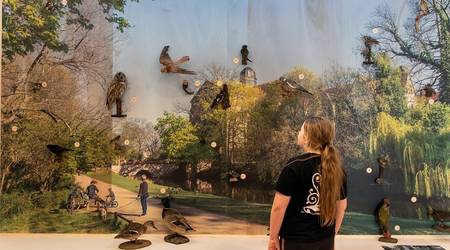 25 Vogel-Präparaten aus dem Naumann-Museum sind Teil der Ausstellung.