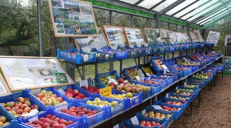 Über 120 Apfel- und Birnensorten gab es zur Obstausstellung zu bestaunen.