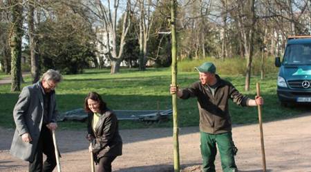 Landschaftsarchitekt Uwe Merz, Umweltamtsmitarbeiterin Sybille Schreiber und ein Mitarbeiter der Firma Kupiec beim Pflanzen der Ludwigseiche.