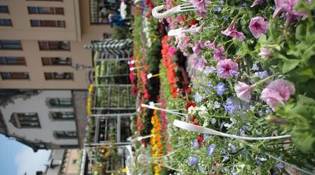 Wie hier auf dem Holzmarkt sorgte die Gartenschau für viele bunte Farbtupfer in der Innenstadt.