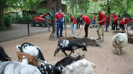 Mitarbeiter der Köthen Energie pflanzten Eichen im Köthener Tierpark.