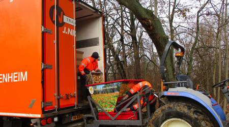 Einbringen der Blumenzwiebeln