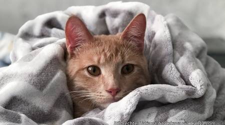 Symbolbild Fundtiere