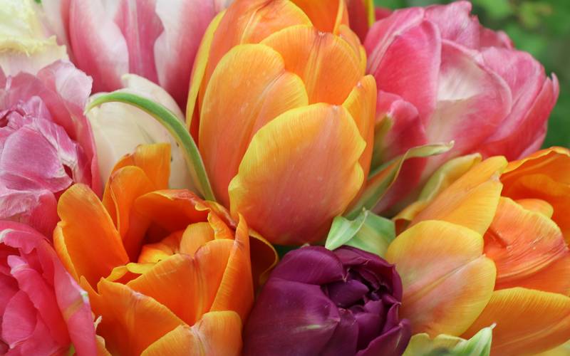 tulips_g670a99f2b_1920.jpg
