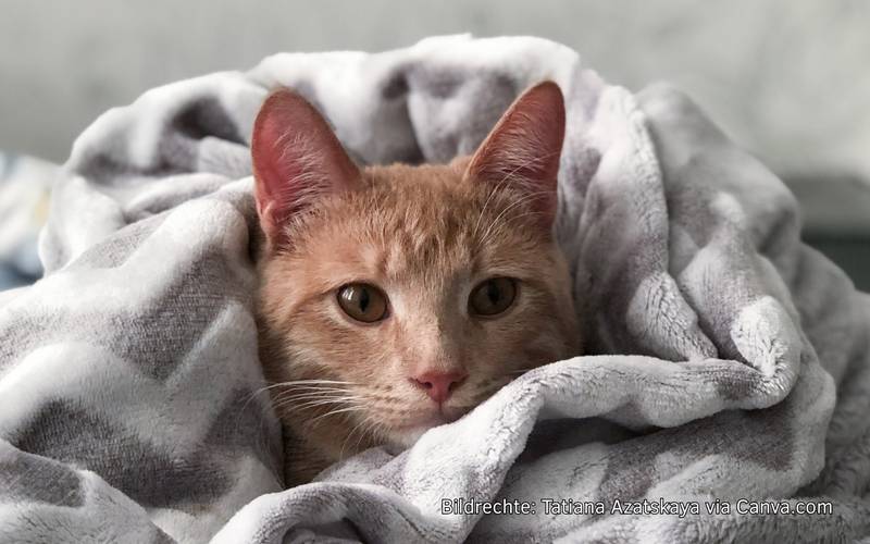 Symbolbild Fundtiere Symbolbild Fundtiere