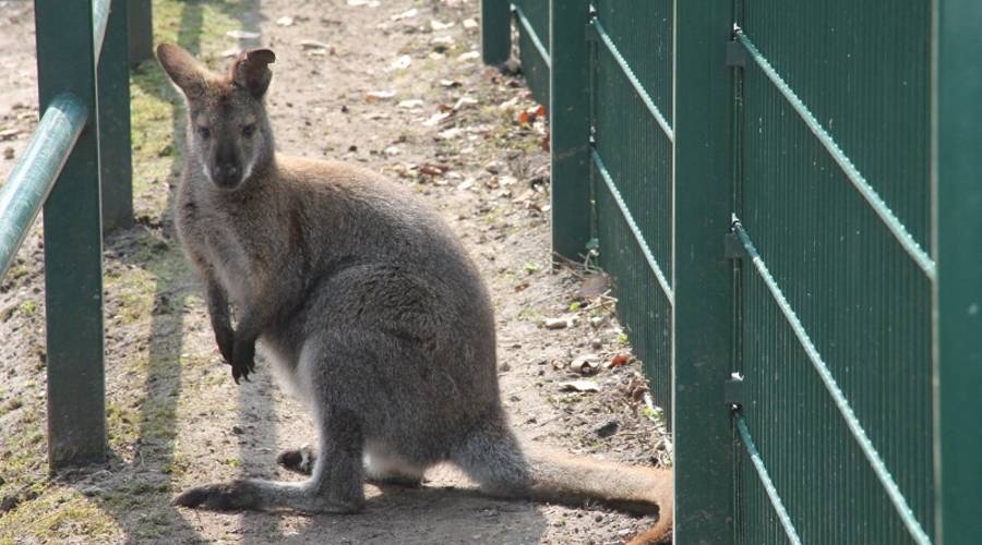 Tierpark Bennettkänguru