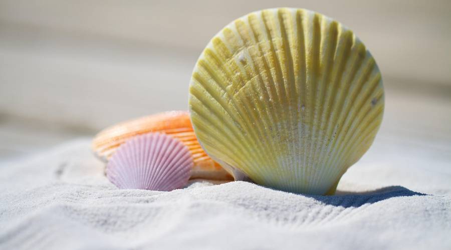 julesroman-shells-792912_1920.jpg