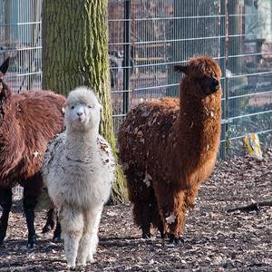 Alpakas im Tierpark Köthen