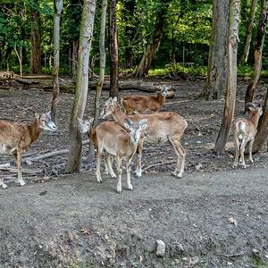 Rotwild im Tierpark Köthen