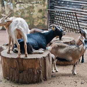 Ziegen im Köthener Tierpark