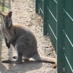 Tierpark Bennettkänguru