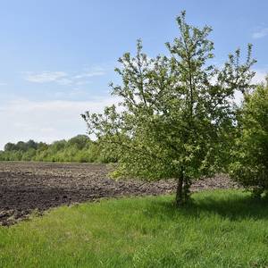 Bodenvorbereitende Maßnahmen auf der Landwiese