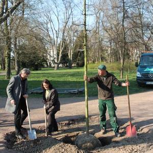 Landschaftsarchitekt Uwe Merz, Umweltamtsmitarbeiterin Sybille Schreiber und ein Mitarbeiter der Firma Kupiec beim Pflanzen der Ludwigseiche.