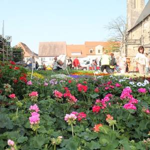 Frühjahrs- und  Sommerbepflanzung konnte erstanden werden.