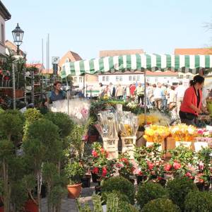 Viel Buntes gab es Dank der Gartenschau in der Köthener Innenstadt.