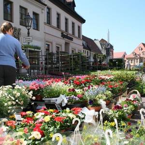 April: Die Köthener Gartenschau verwandelt die Innenstadt zwei Tage lang in ein buntes Blumenmeer.