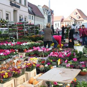 Bunte Pracht: Die Auswahl an Blumen und winterharten Pflanzen ließ kaum Wünsche offen.