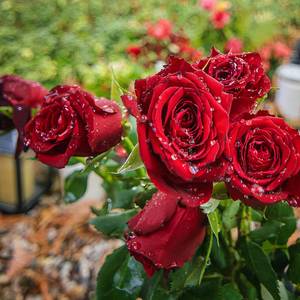 Rosen auf dem Friedhof