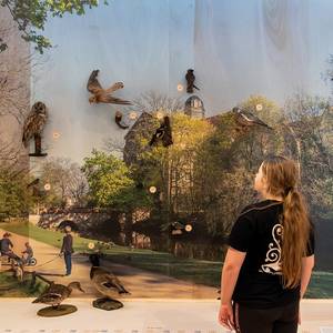 25 Vogel-Präparaten aus dem Naumann-Museum sind Teil der Ausstellung.