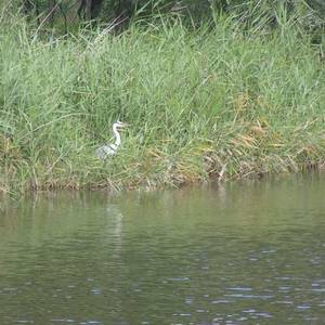 Reiher am Teich von Porst.