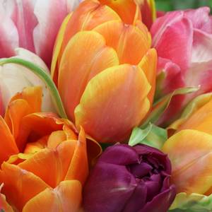 tulips-g670a99f2b_1920.jpg