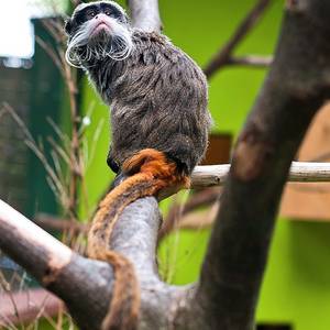 Kaiserschnurrbarttamarine im Tierpark Köthen