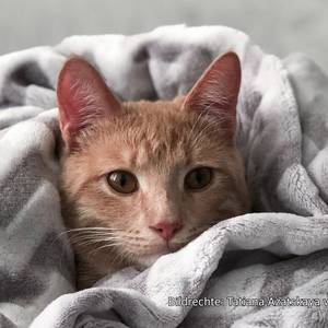 Symbolbild Fundtiere